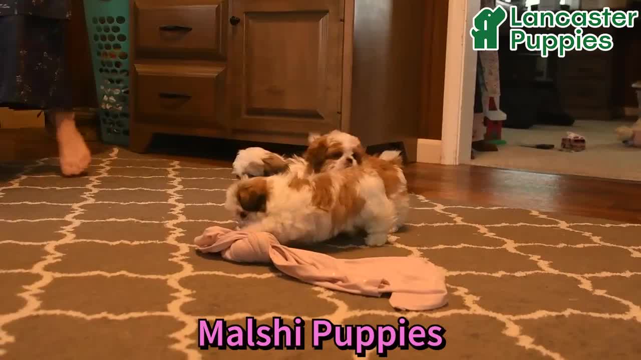 Malshi dogs for sale: Brent - Video 1