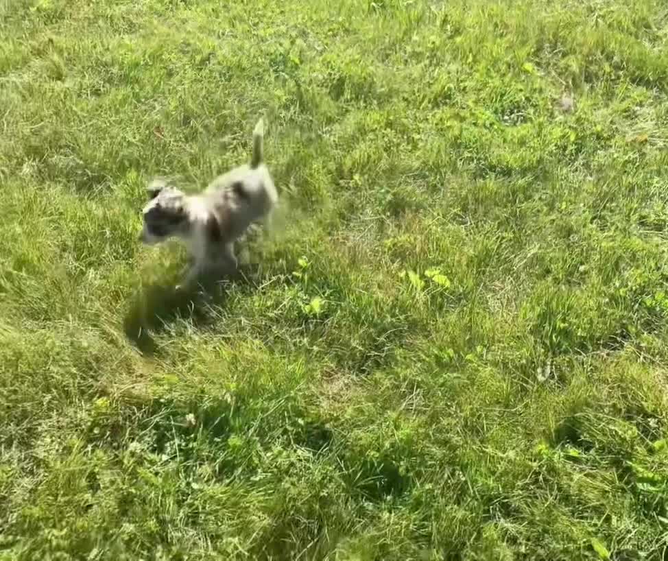 Chihuahua dogs for sale: Night sky - Video 1