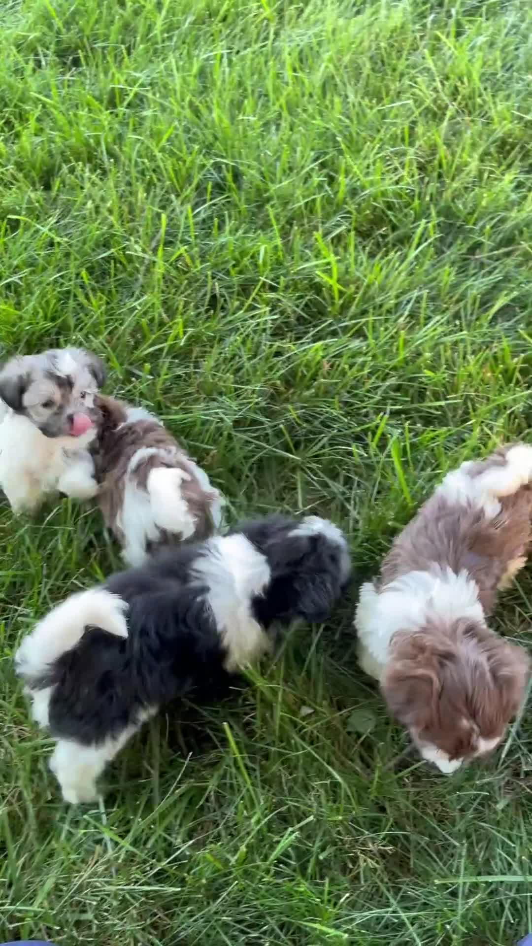 Havanese dogs for sale: Louis - Video 2