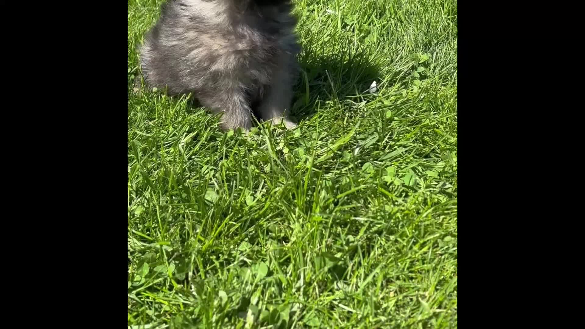 Pomeranian dogs for sale: Moppet - Video 1