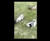 Miniature Australian Shepherd dogs for sale: Captain - Video 1