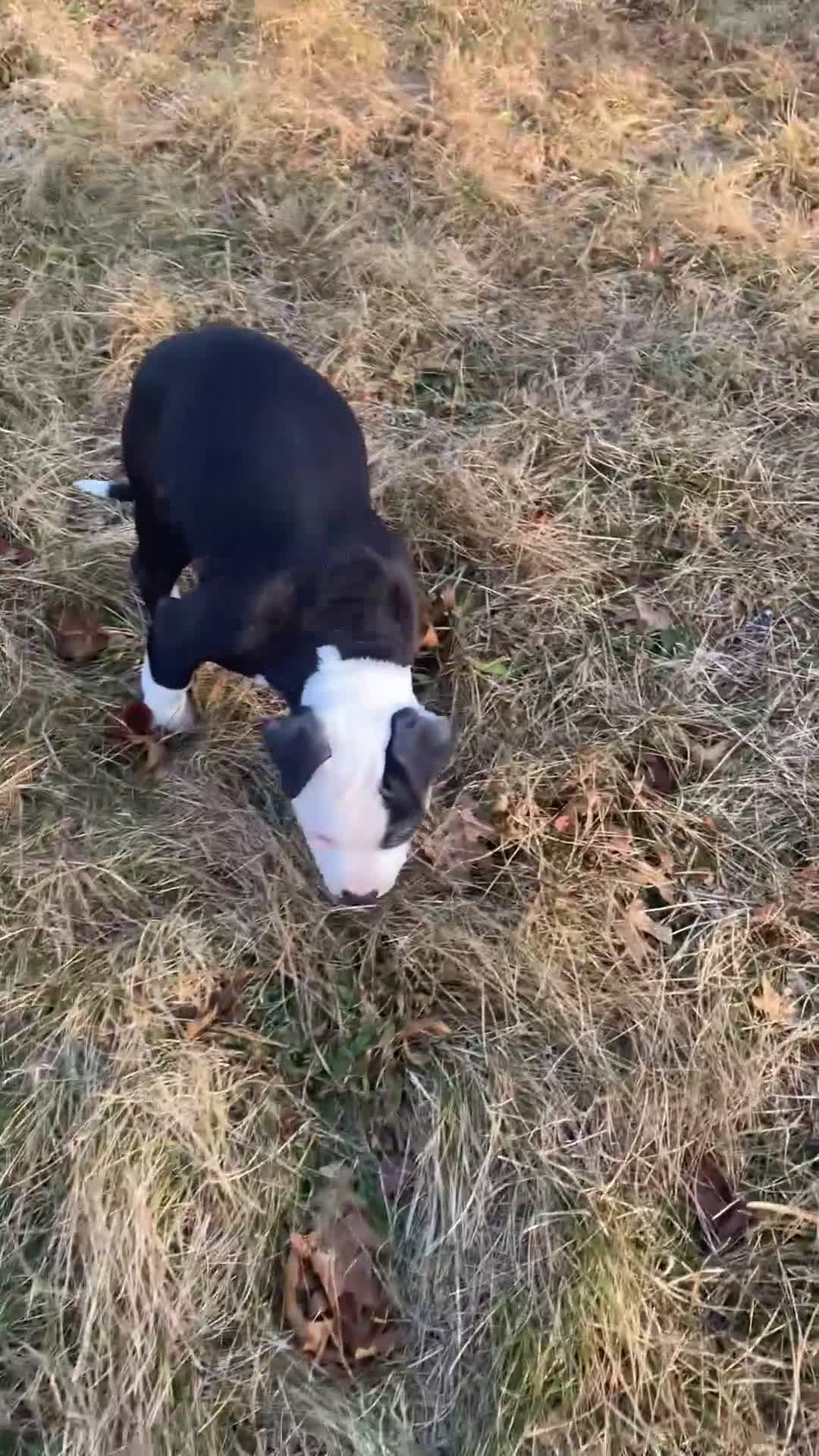 Mixed Breed dogs for sale: Nipper - Video 1