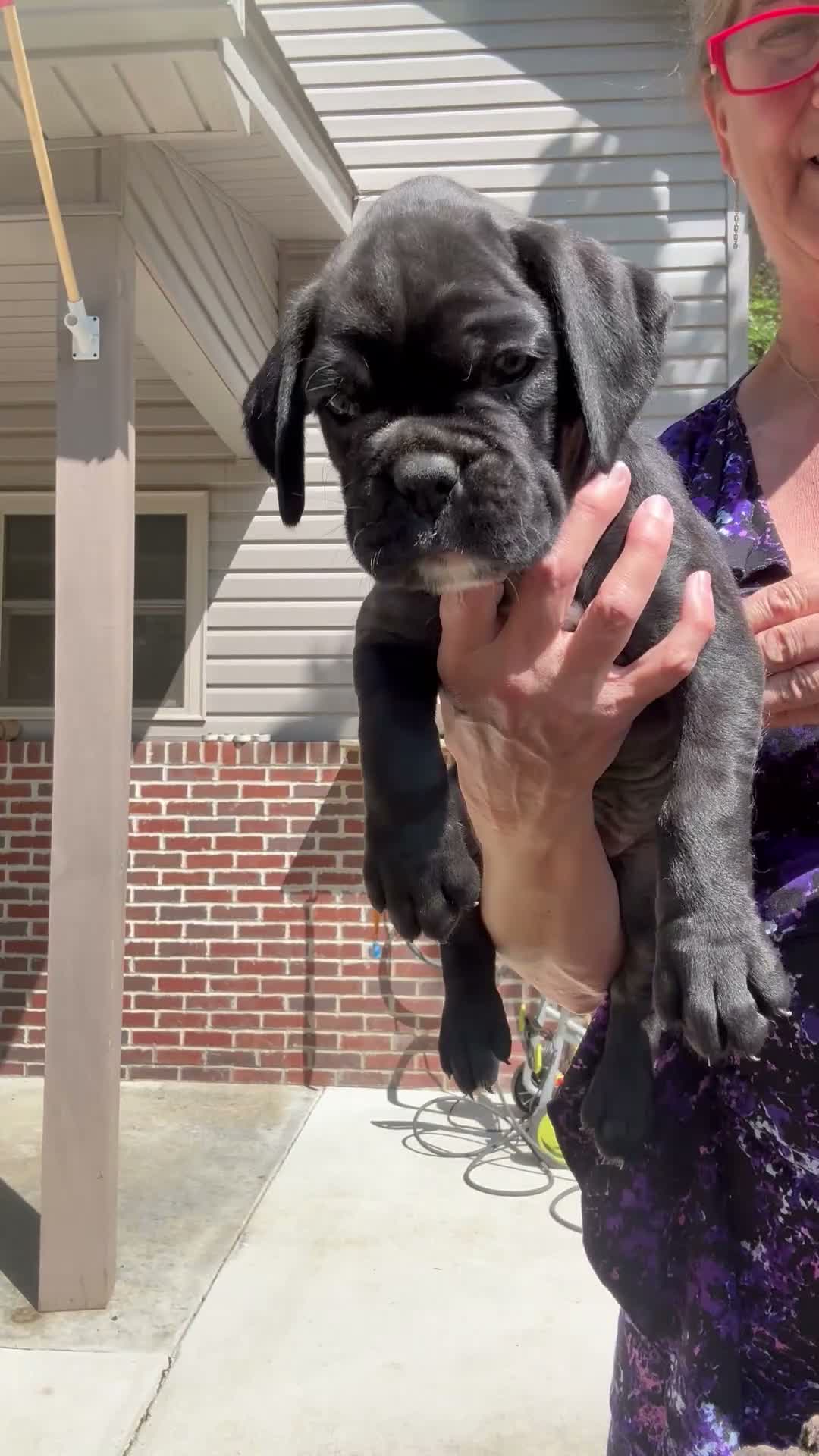 Boxer dogs for sale: Rio AKC Euro - Video 3
