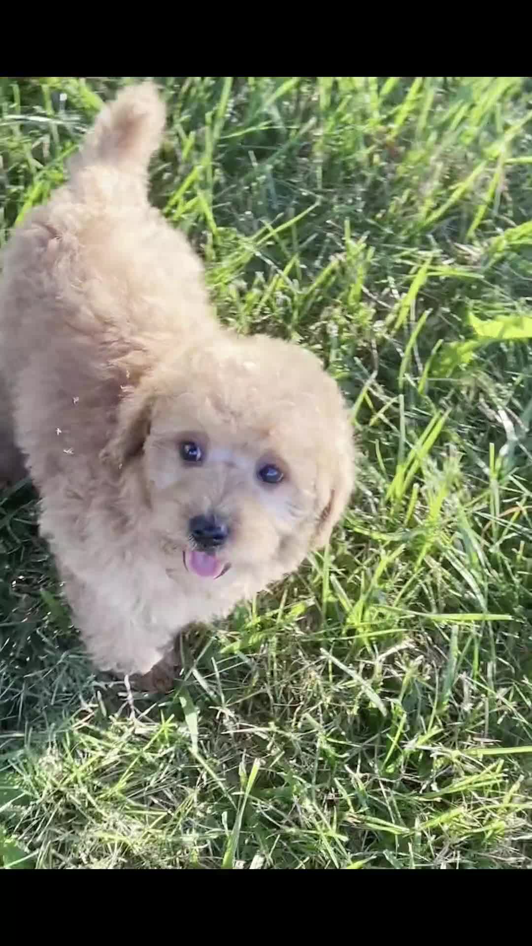 Mini Goldendoodle dogs for sale: rocket - Video 1