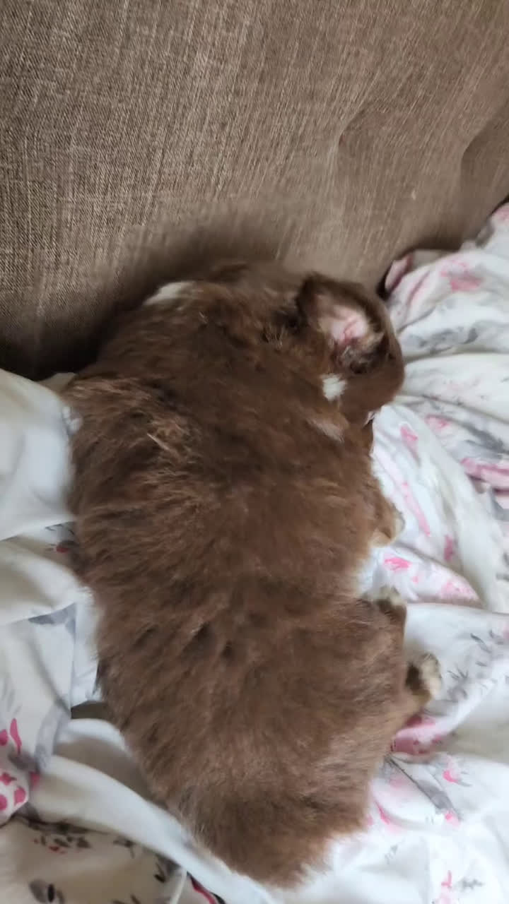 Miniature Australian Shepherd dogs for sale: Miniature Australian Shepherd Puppy 1 - Video 1