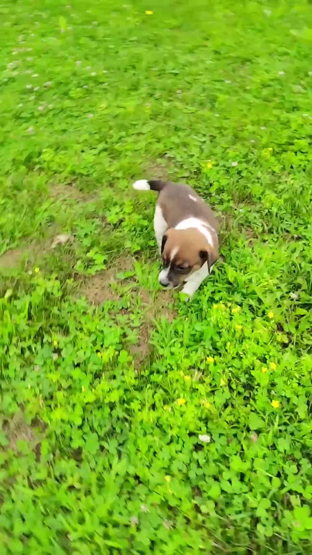 Jack Russell Terrier dogs for sale: Rascal - Video 1