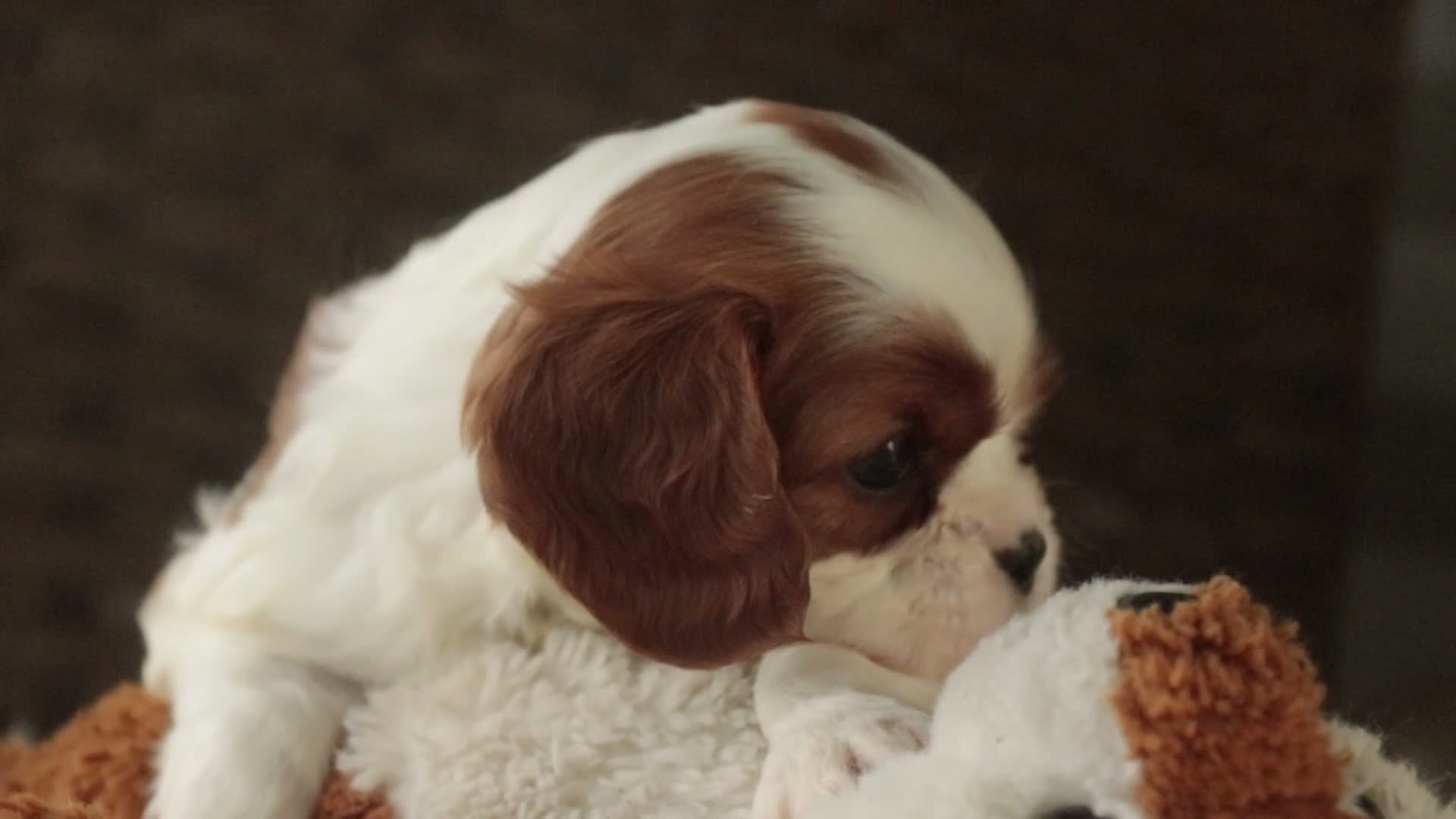 Cavalier King Charles Spaniel dogs for sale: Basil - Video 1