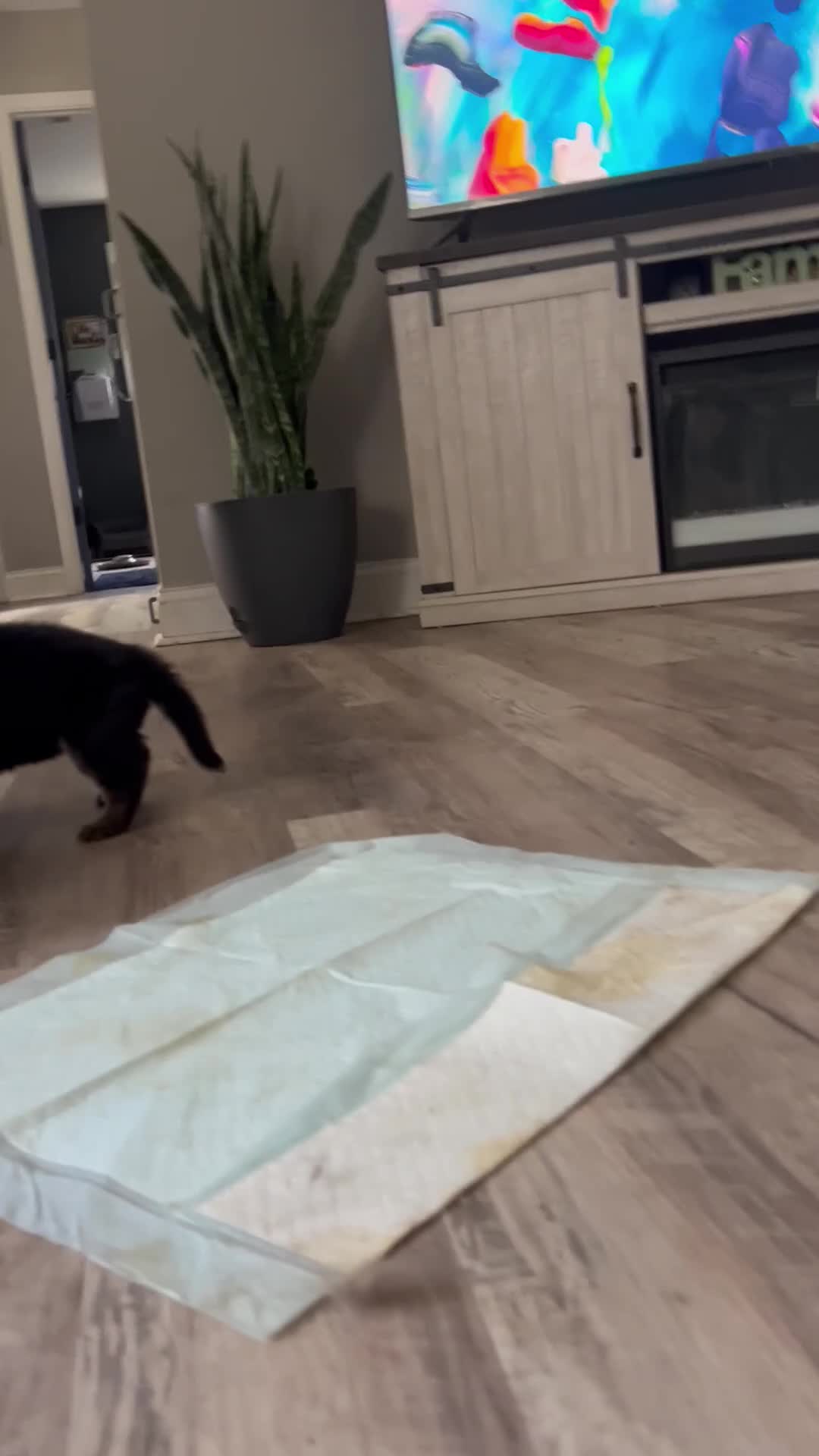 German Shepherd dogs for sale: Pink - Video 1