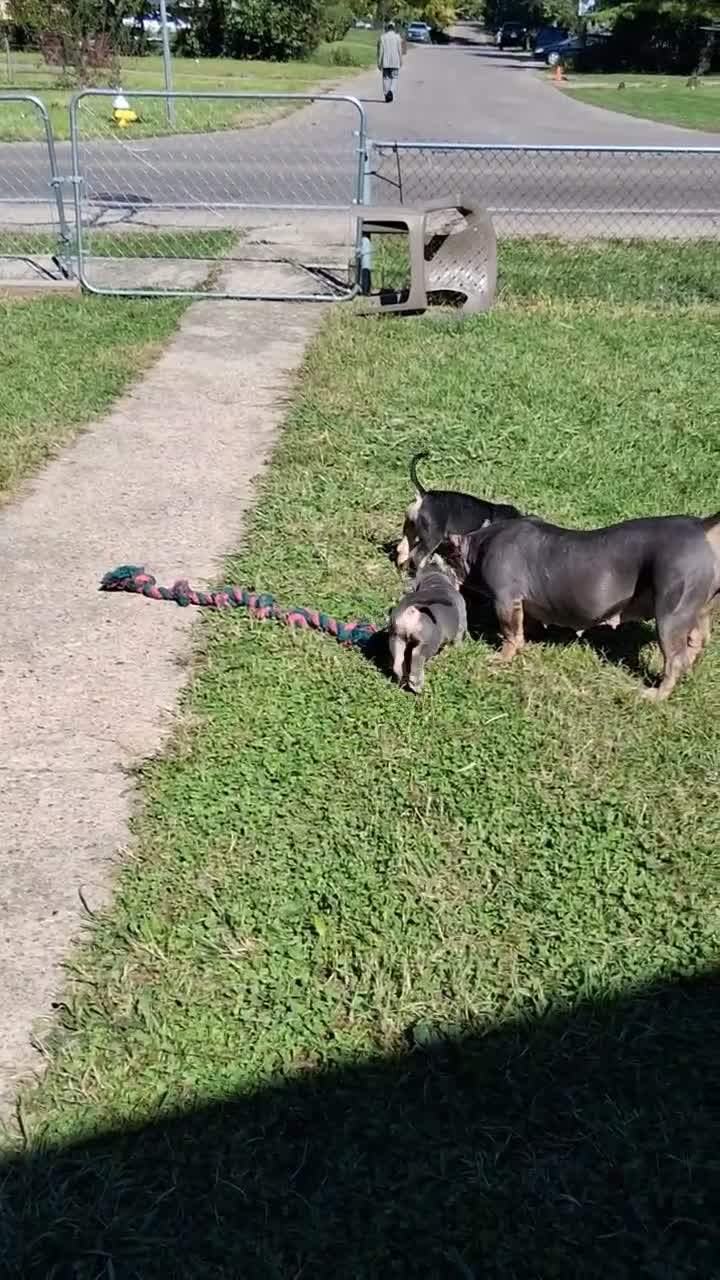 American Bully dogs for sale: American Bully 2 - Video 1