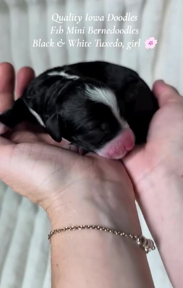 Bernedoodle dogs for sale: Bernedoodle 7 - Video 1