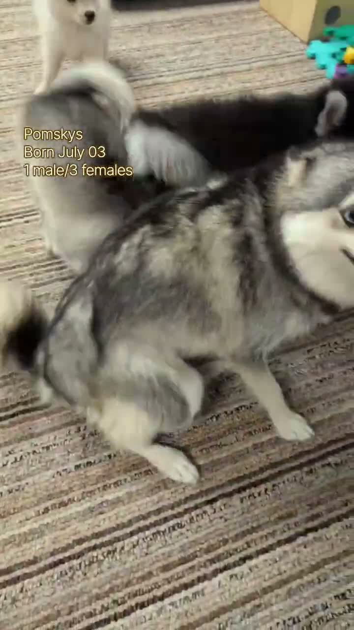 Pomsky dogs for sale: Prince - Video 2