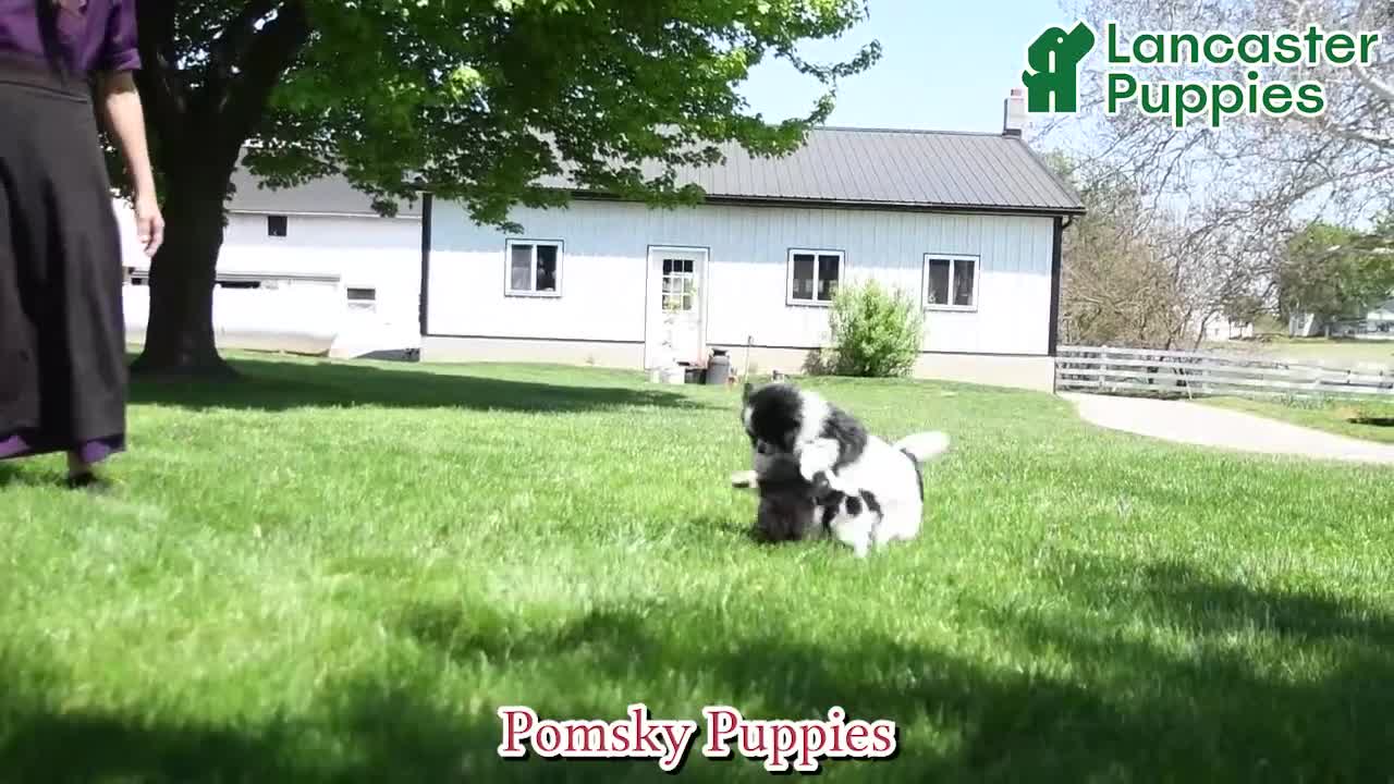 Pomeranian dogs for sale: Johnny - Video 1