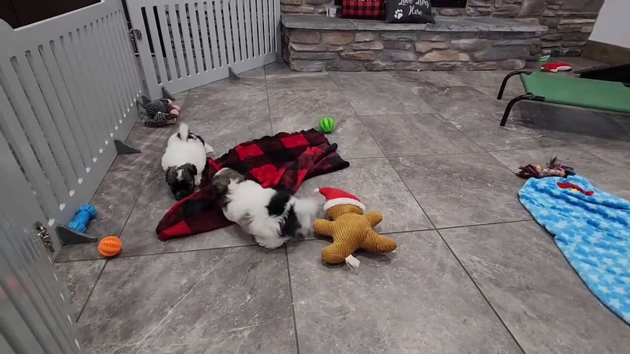 Havanese dogs for sale: VANCE - Video 3