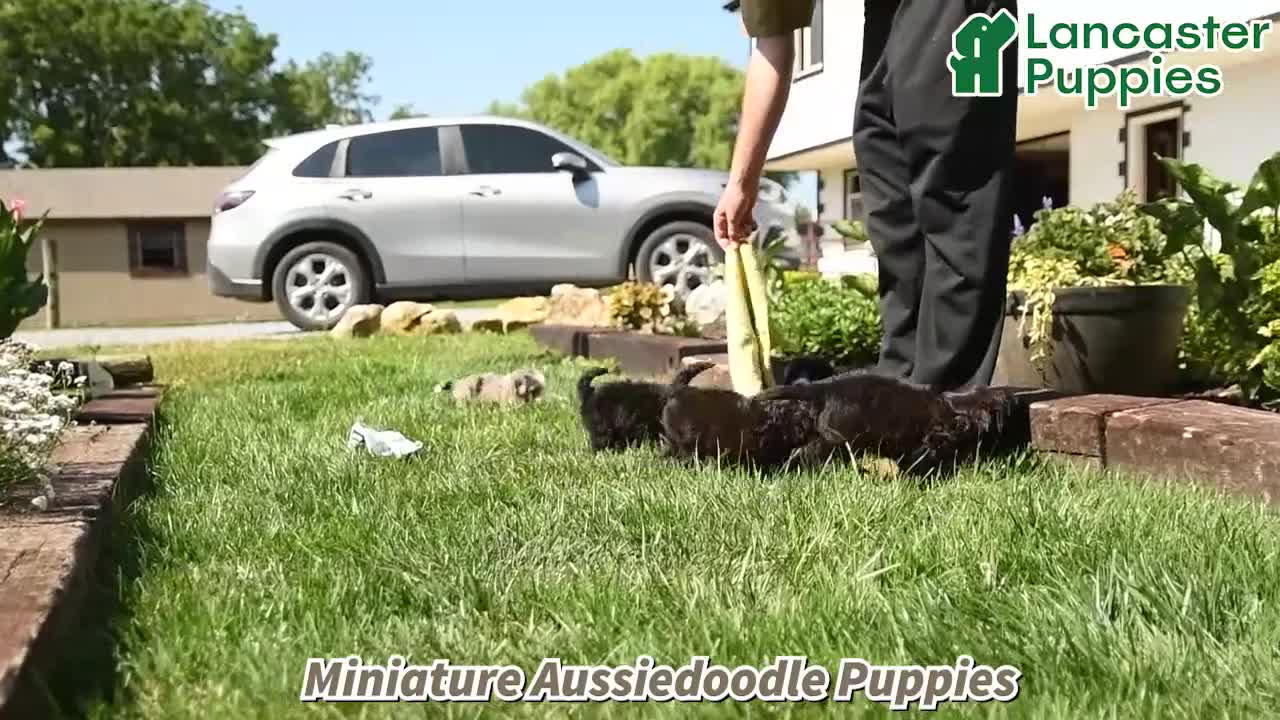 Mini Aussiedoodle dogs for sale: Akim - Video 1