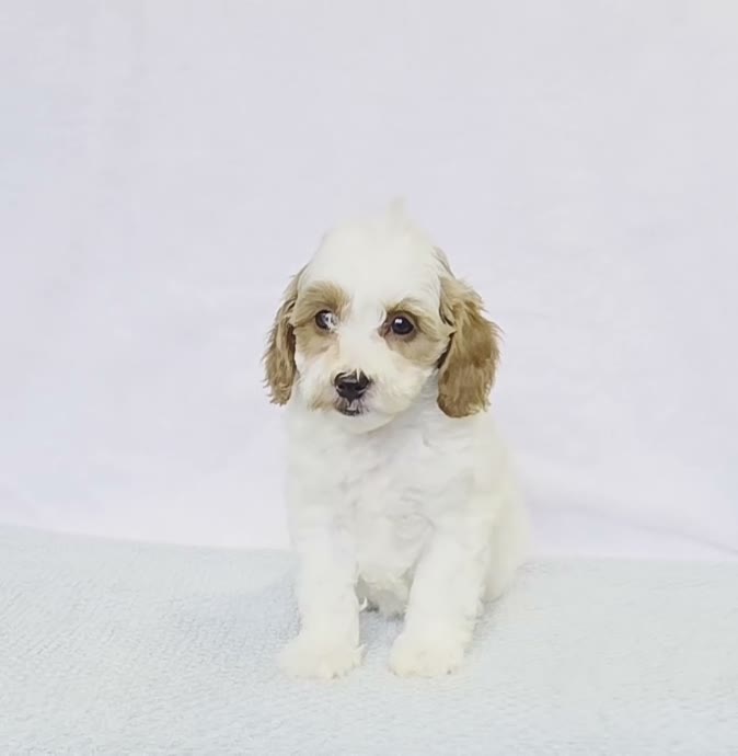 Cavapoo dogs for sale: Kiwi - Video 1