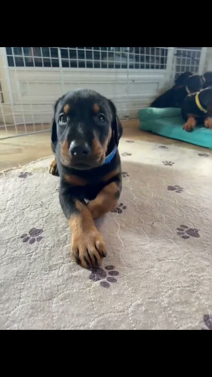 Doberman Pinscher dogs for sale: Doberman Pinscher 1 - Video 1