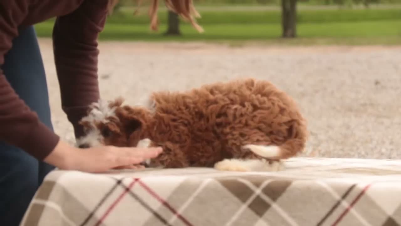 Cavapoo dogs for sale: Rory Cavapoo  - Video 6