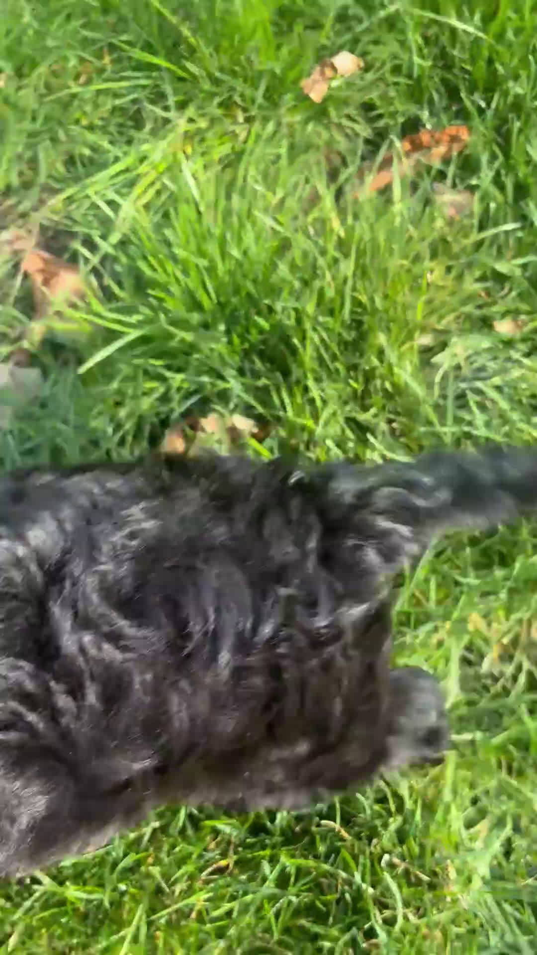 Cavapoo dogs for sale: Buttons - Video 1