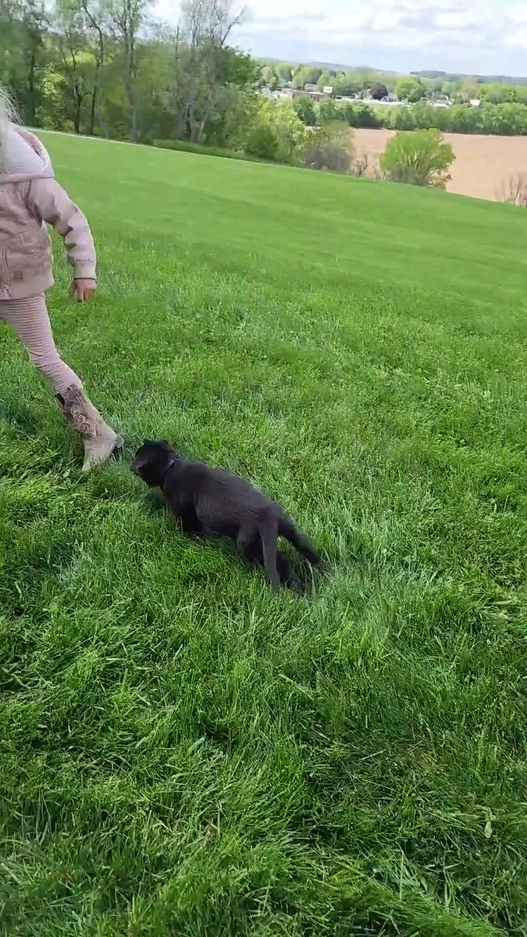 German Shepherd dogs for sale: Willow - Video 1