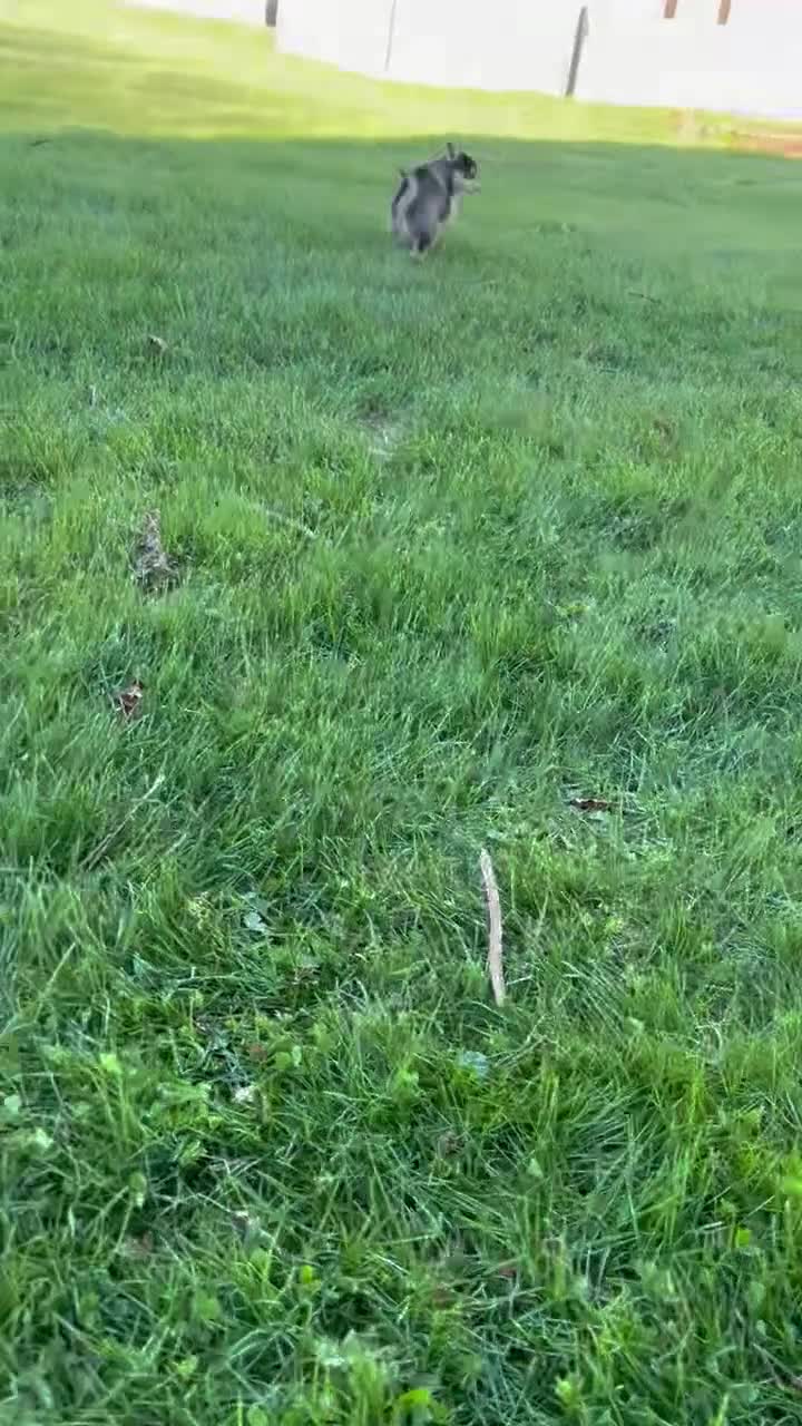 Pomsky dogs for sale: Lexi - Video 1