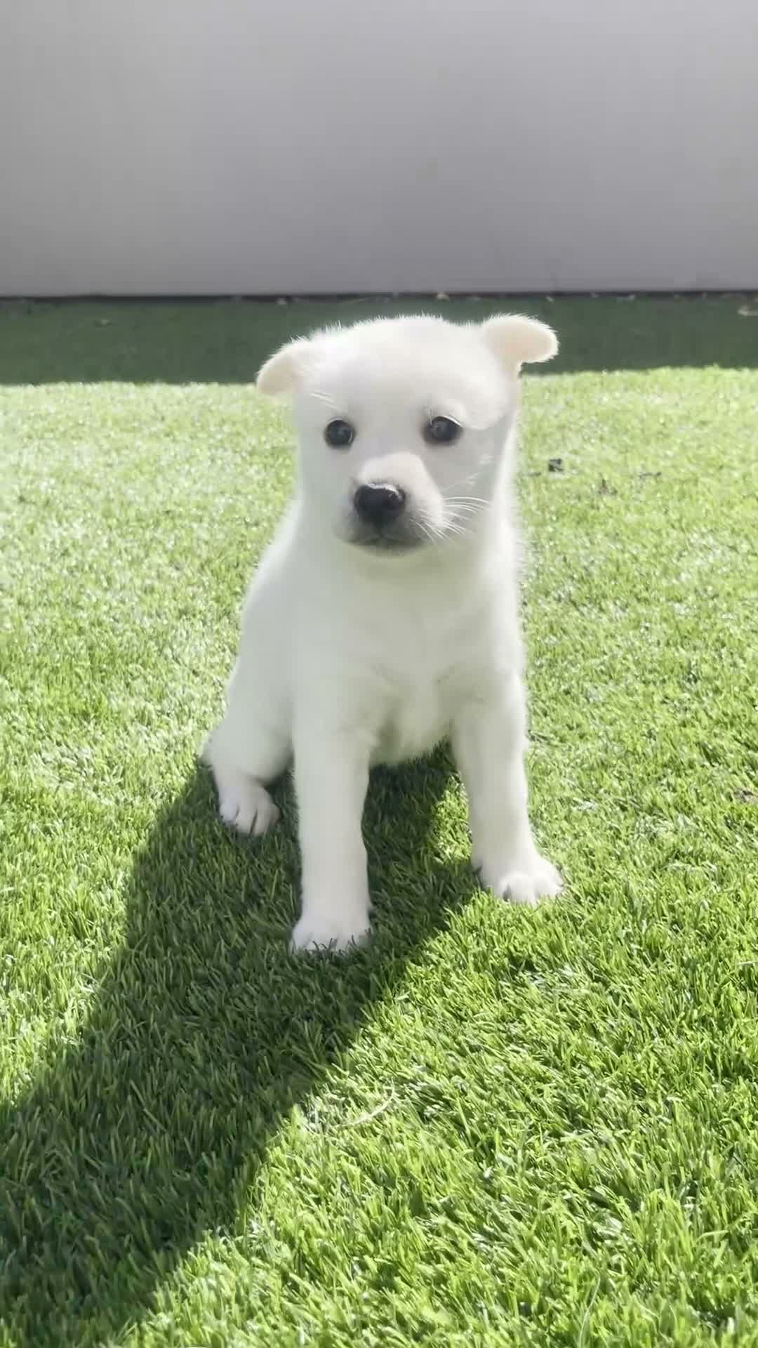 Alaskan Klee Kai dogs for sale: Dora the explorer - Video 1