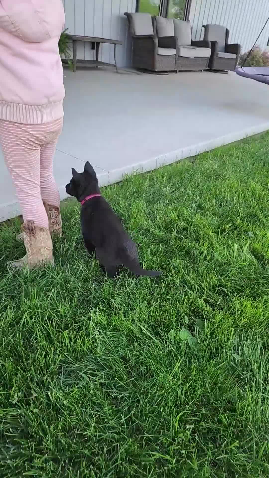 German Shepherd dogs for sale: Rose - Video 1
