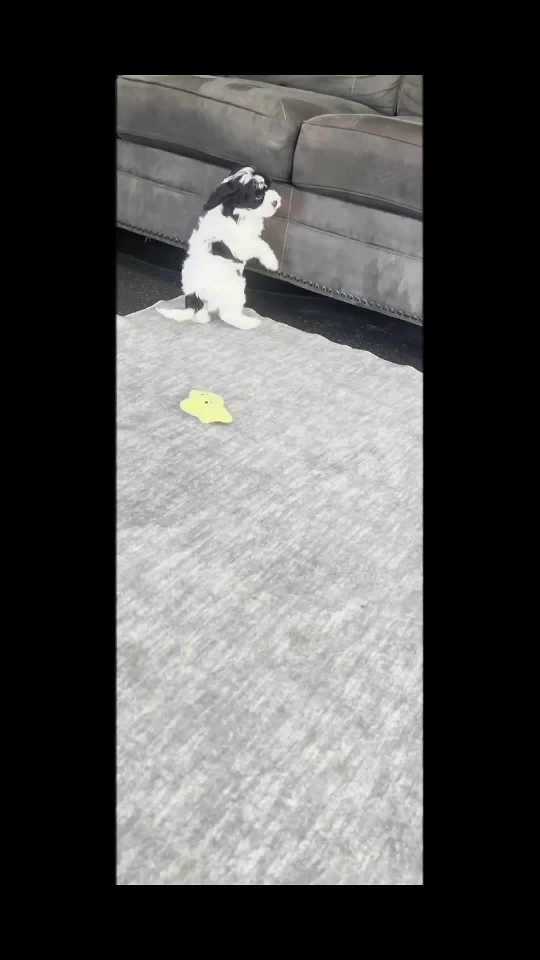 Cavapoo dogs for sale: Teddy Adorable Champion Line Cavapoo - Video 1