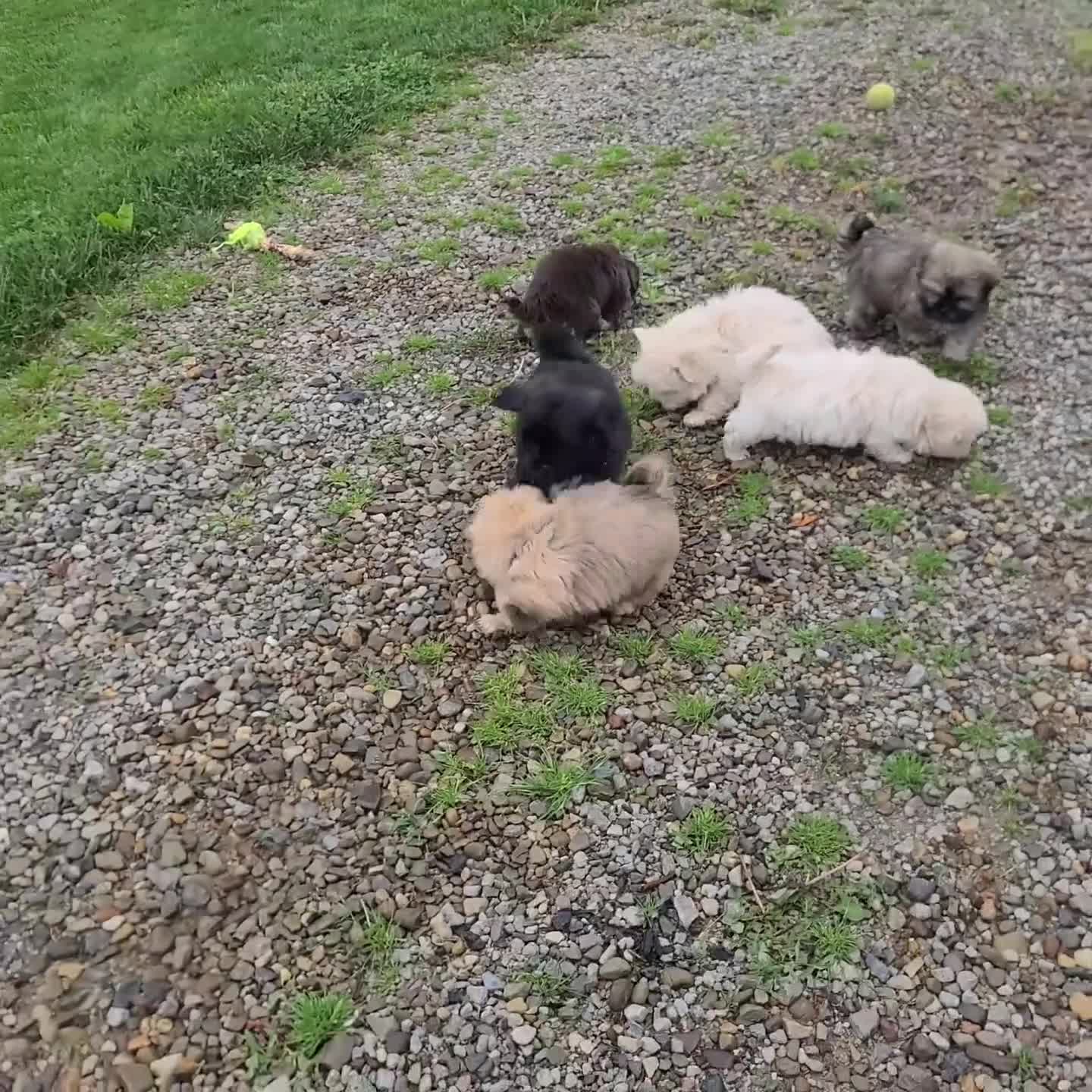 Teddy Bear dogs for sale: Domino - Video 1