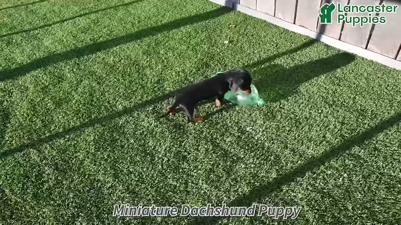 Miniature Dachshund dogs for sale: Tucker - Video 1