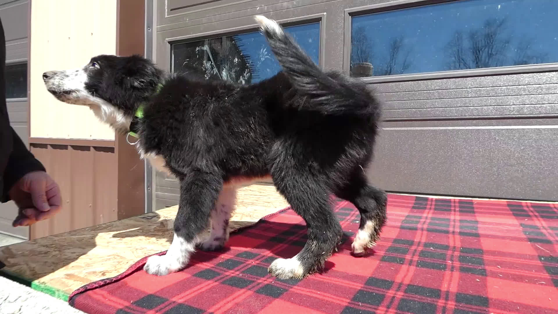 Mixed Breed dogs for sale: Australian Shepherd Puppy 5 Red Robin - Video 6