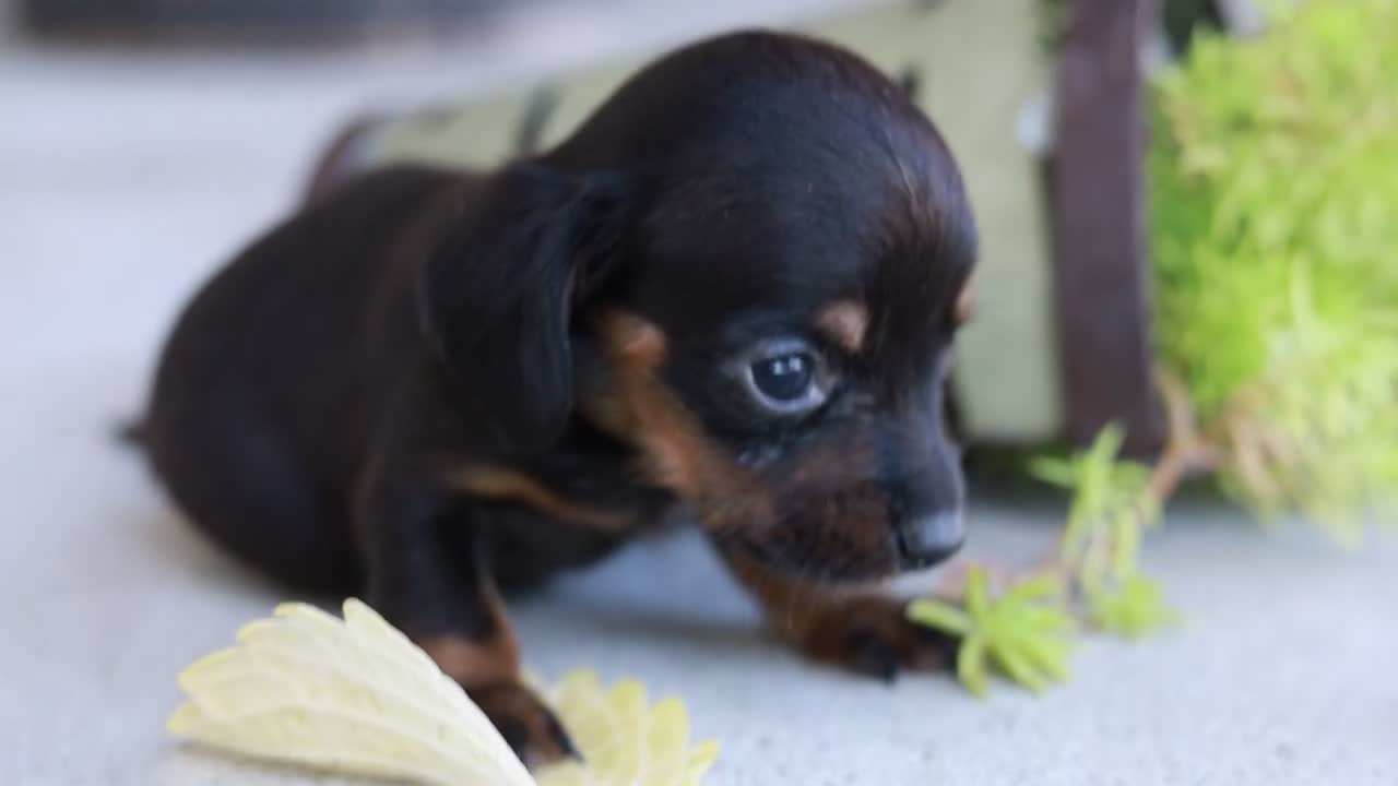 Miniature Dachshund dogs for sale: Joyce Miniature Dachshund  - Video 1