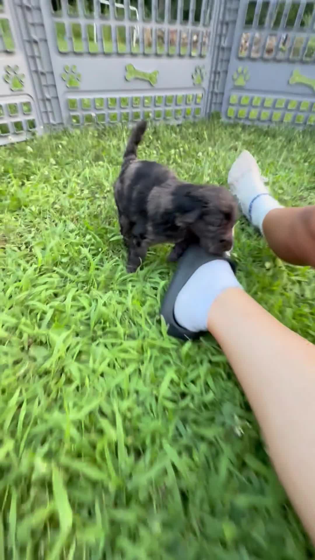 Mini Goldendoodle dogs for sale: Basil - Video 1