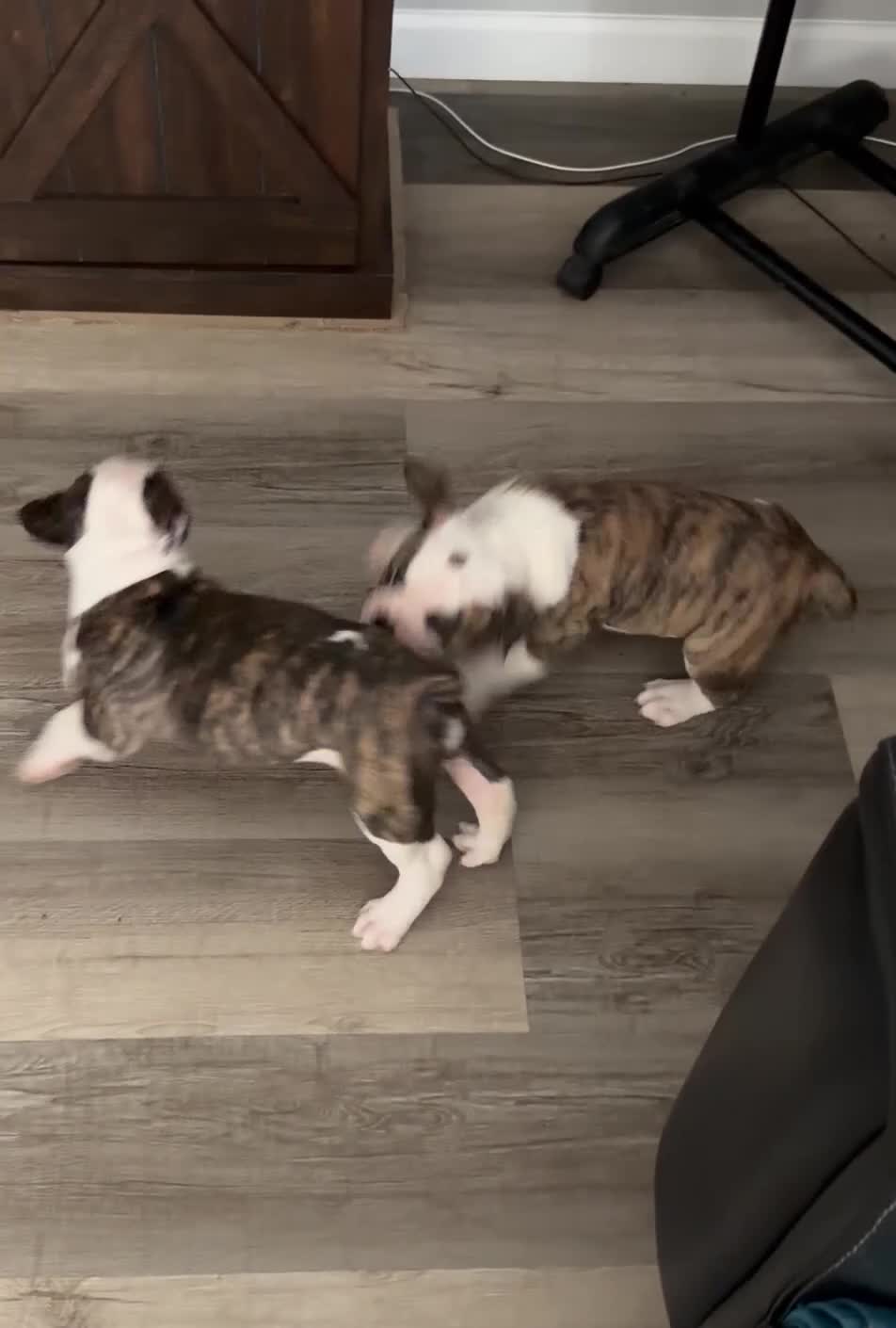 Mixed Breed dogs for sale: Mixed Breed 3 - Video 1