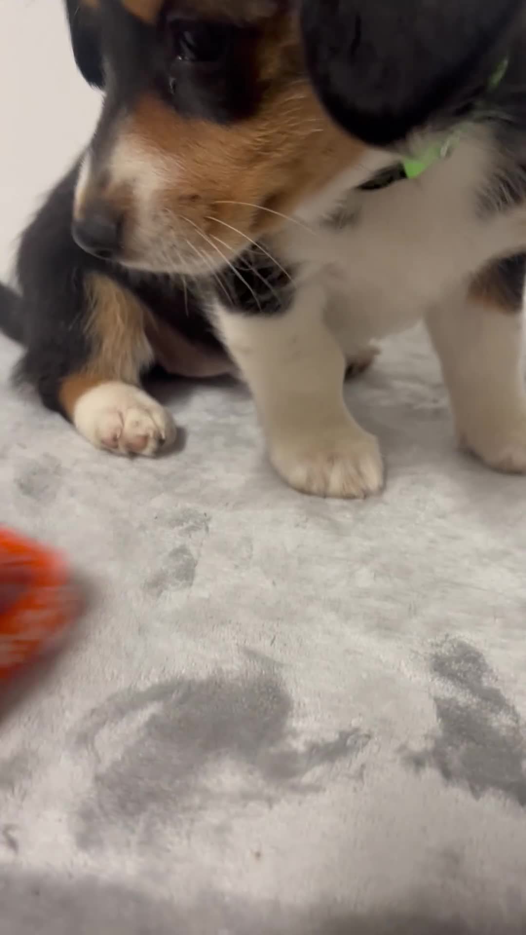 Mixed Breed dogs for sale: August  - Video 1