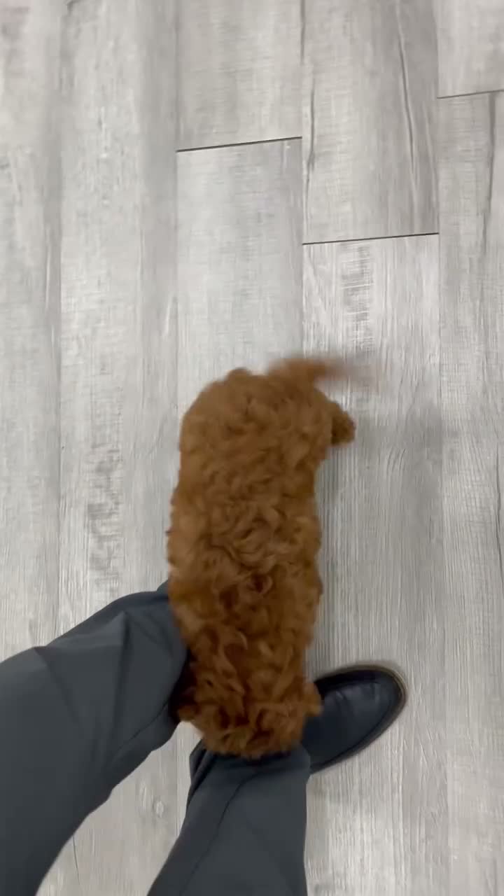 Cavapoo dogs for sale: Arlo - Video 1