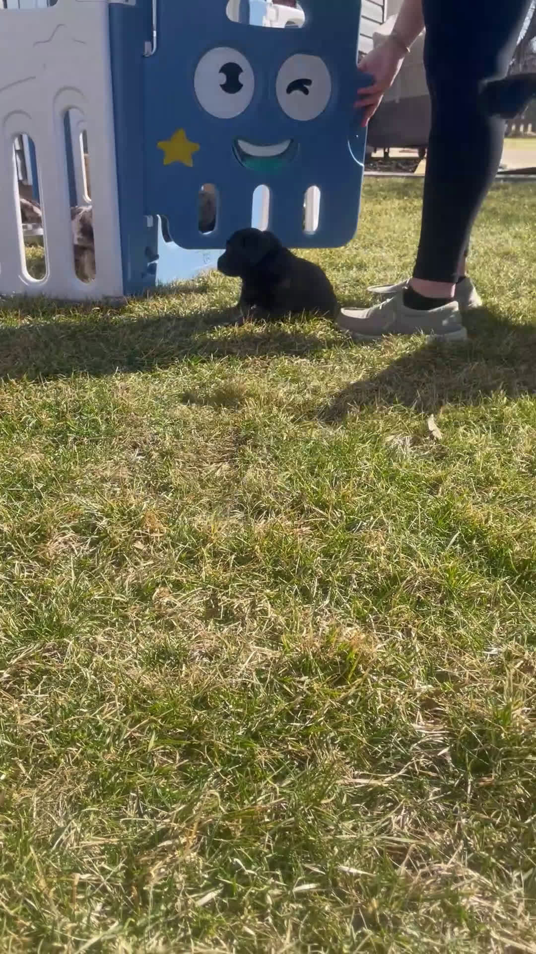 Labradoodle dogs for sale: Bear - Video 2