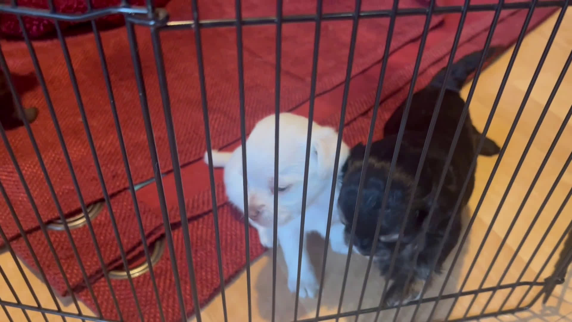 Chihuahua dogs for sale: Chihuahua Puppy 4 - Video 1