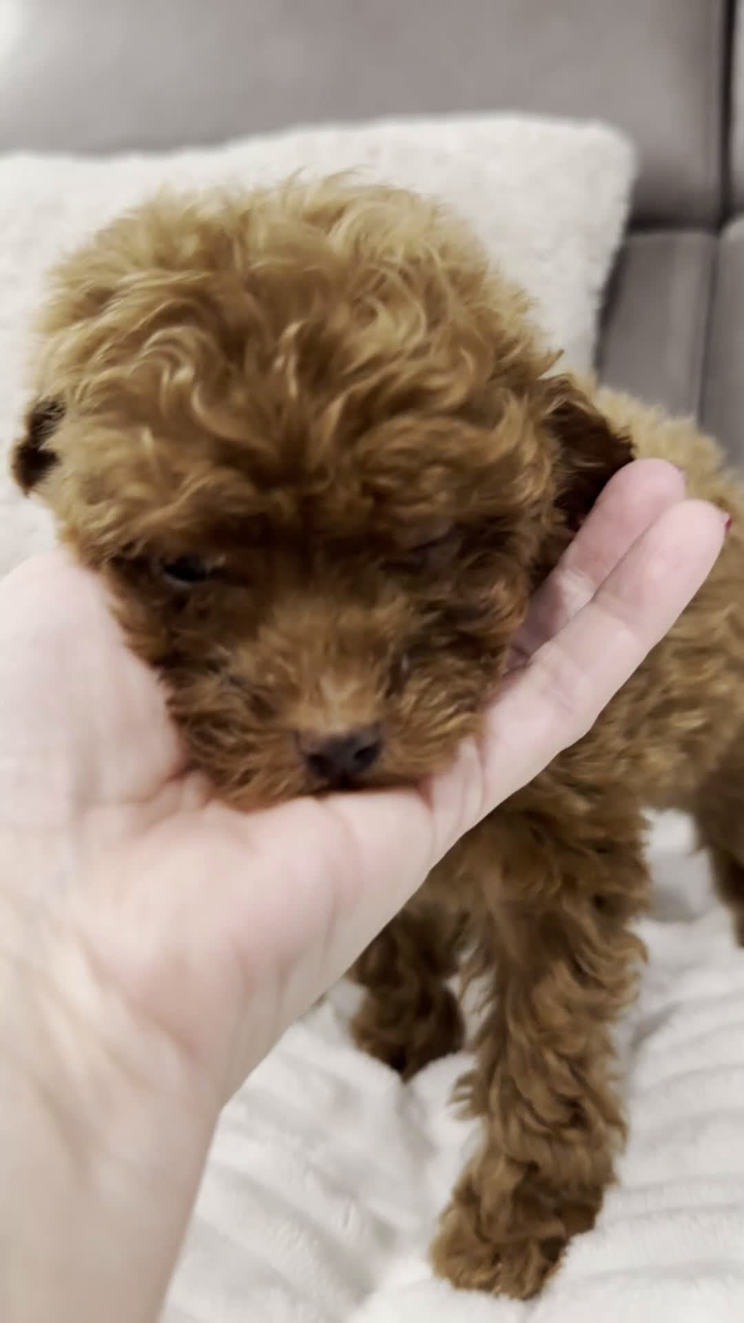 Toy Poodle dogs for sale: Tiny Thomas-AKC GENETICALLY TESTED & POTTY TRAINED - Video 1
