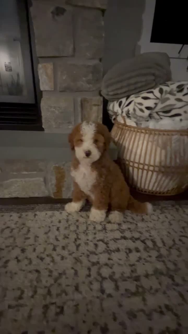 Bernedoodle dogs for sale: Lexi - Video 1