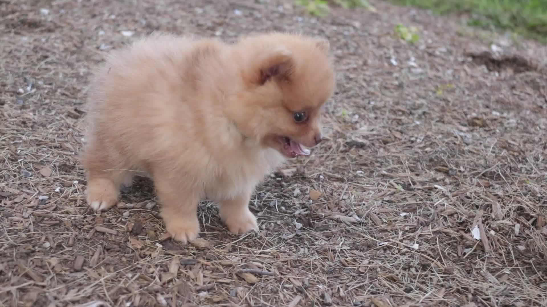 Pomeranian dogs for sale: Toulouse Pomeranian  - Video 2