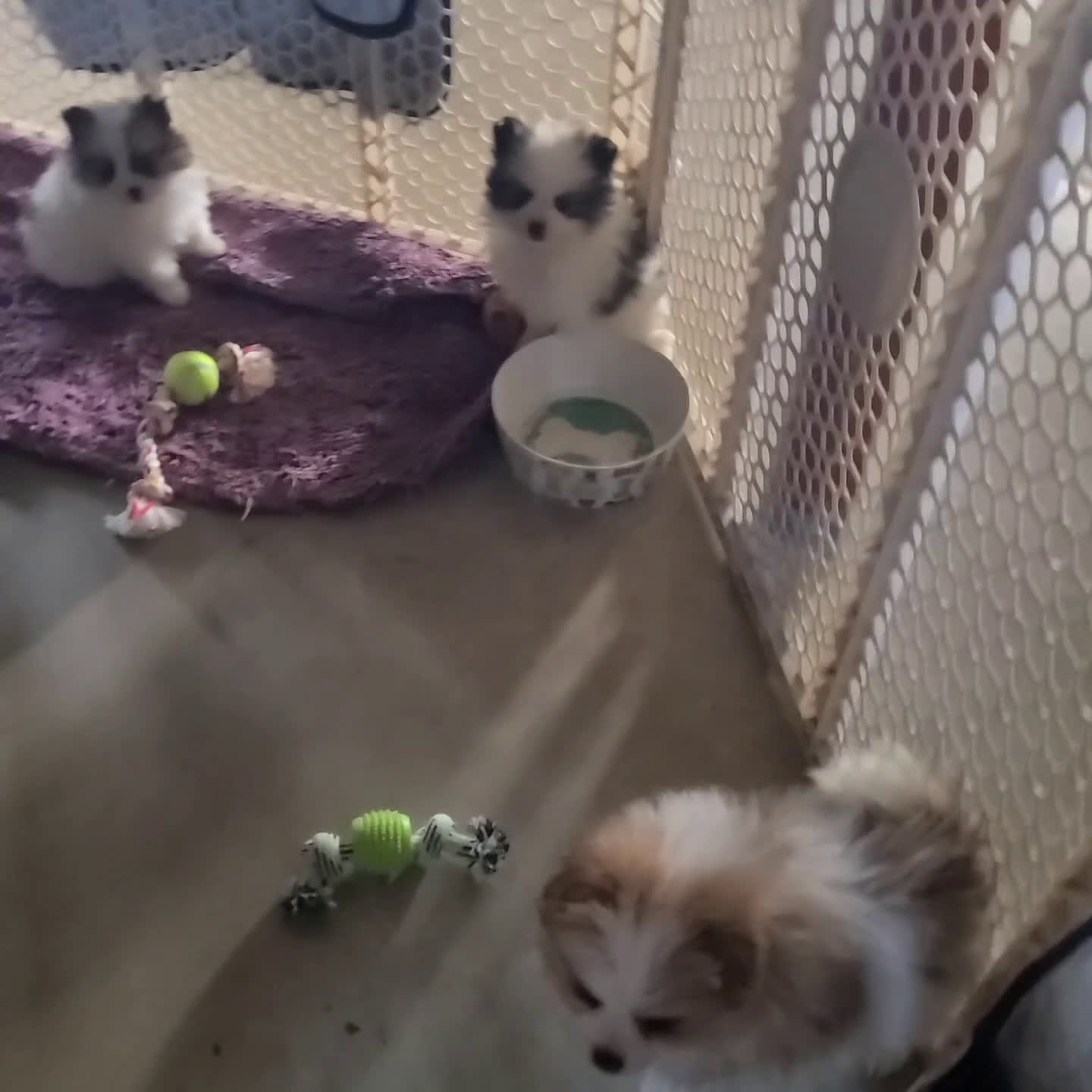 Pomeranian dogs for sale: Tango - Video 1