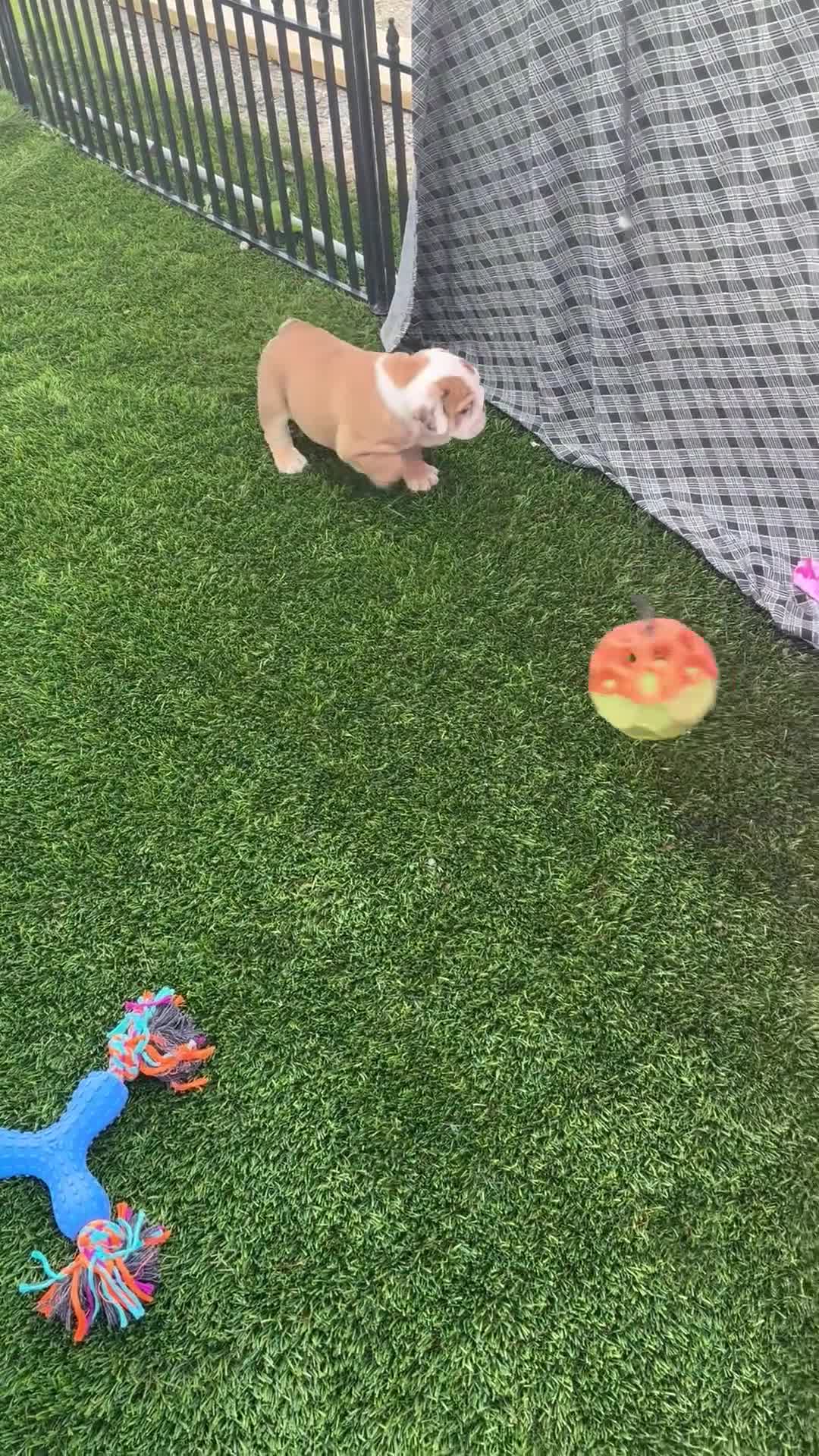 English Bulldog dogs for sale: Rosie - Video 1