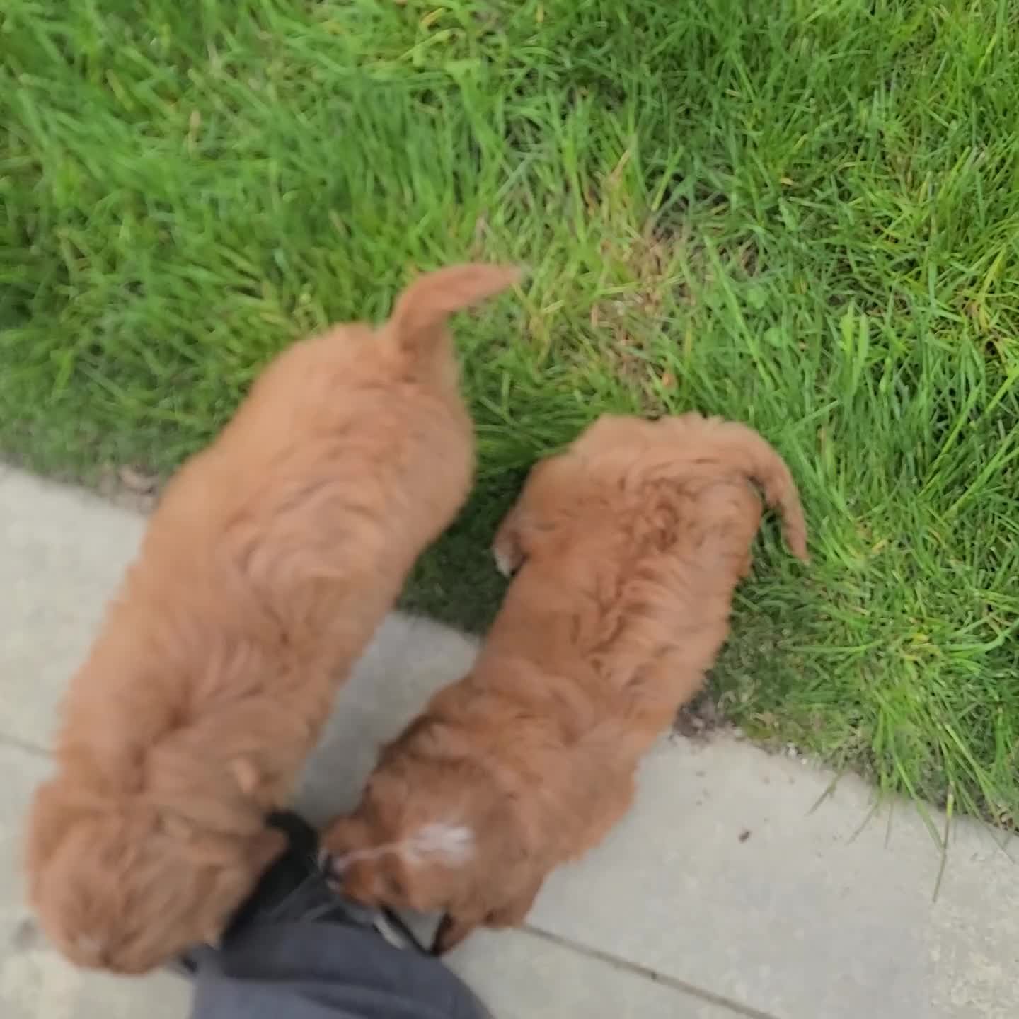 Cavapoo dogs for sale: Kylie - Video 1