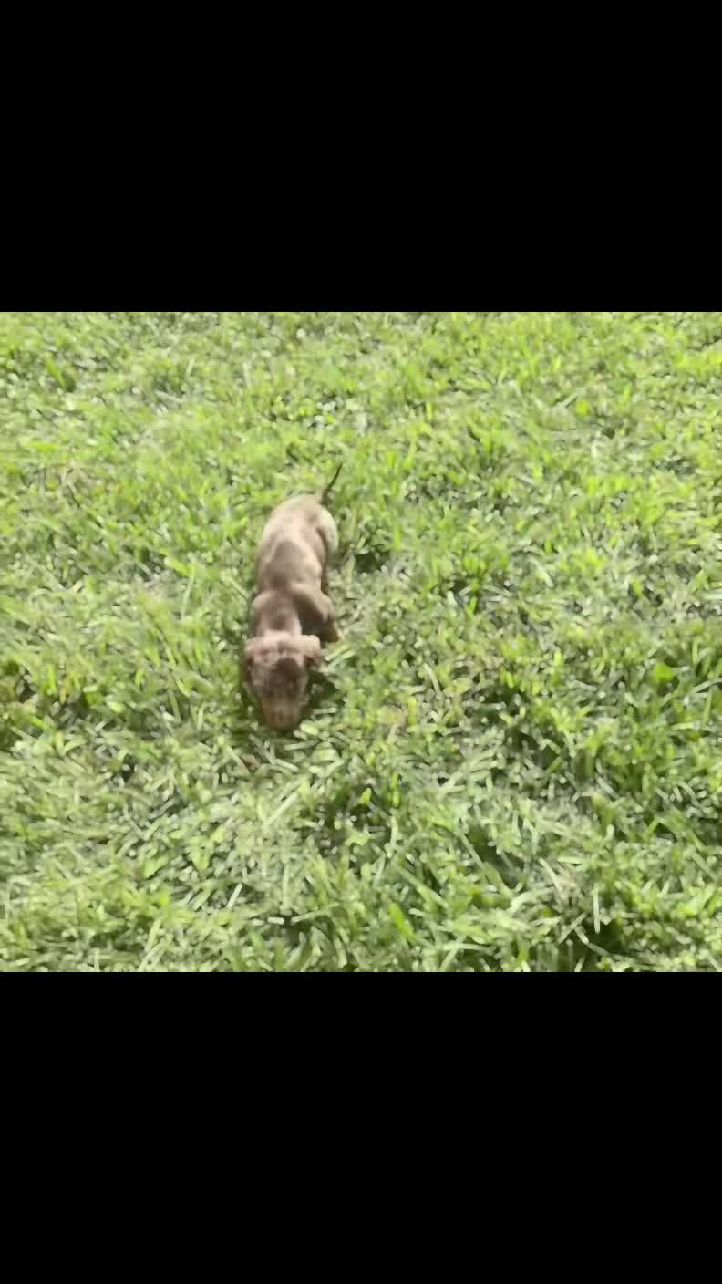 Miniature Dachshund dogs for sale: Sprout  - Video 1