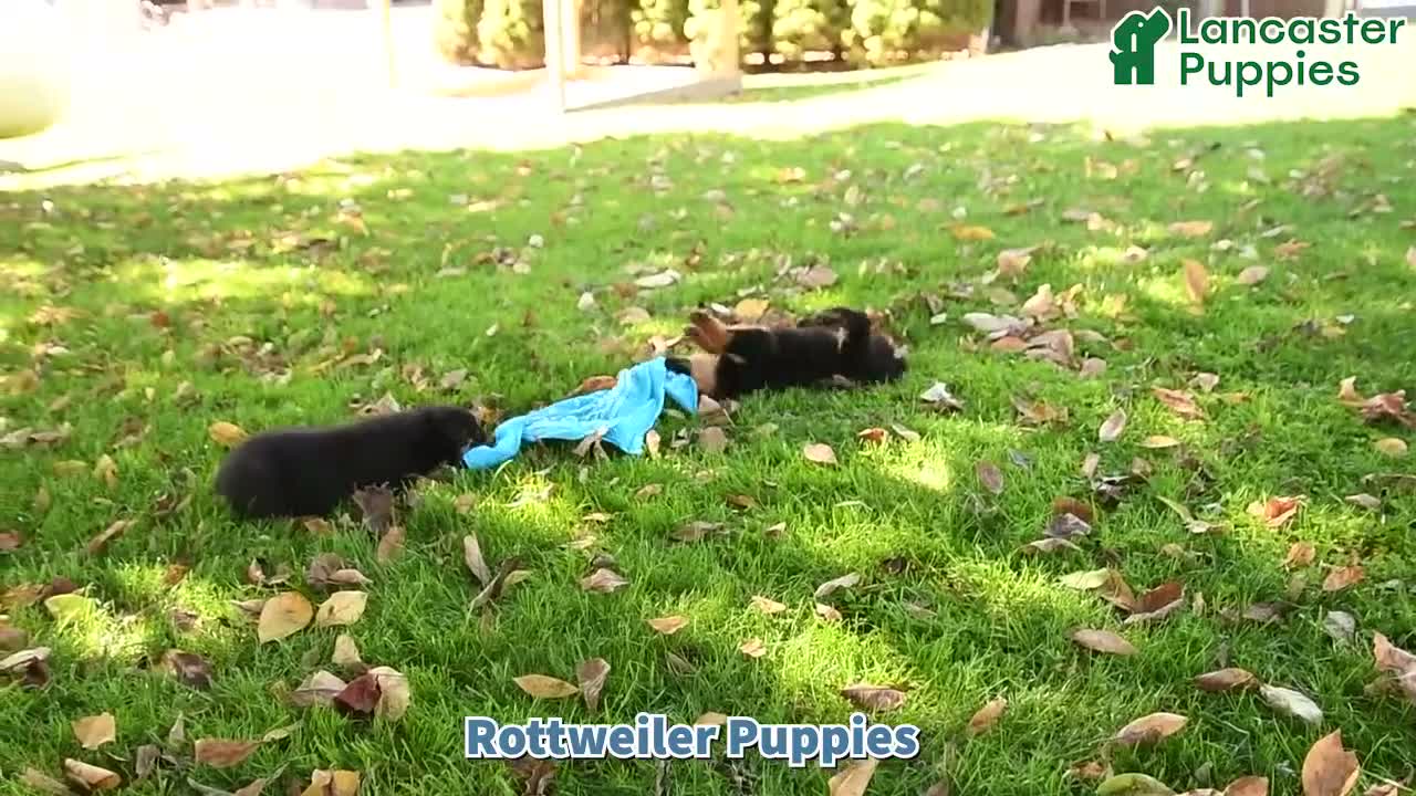 Rottweiler dogs for sale: Bailey - Video 1