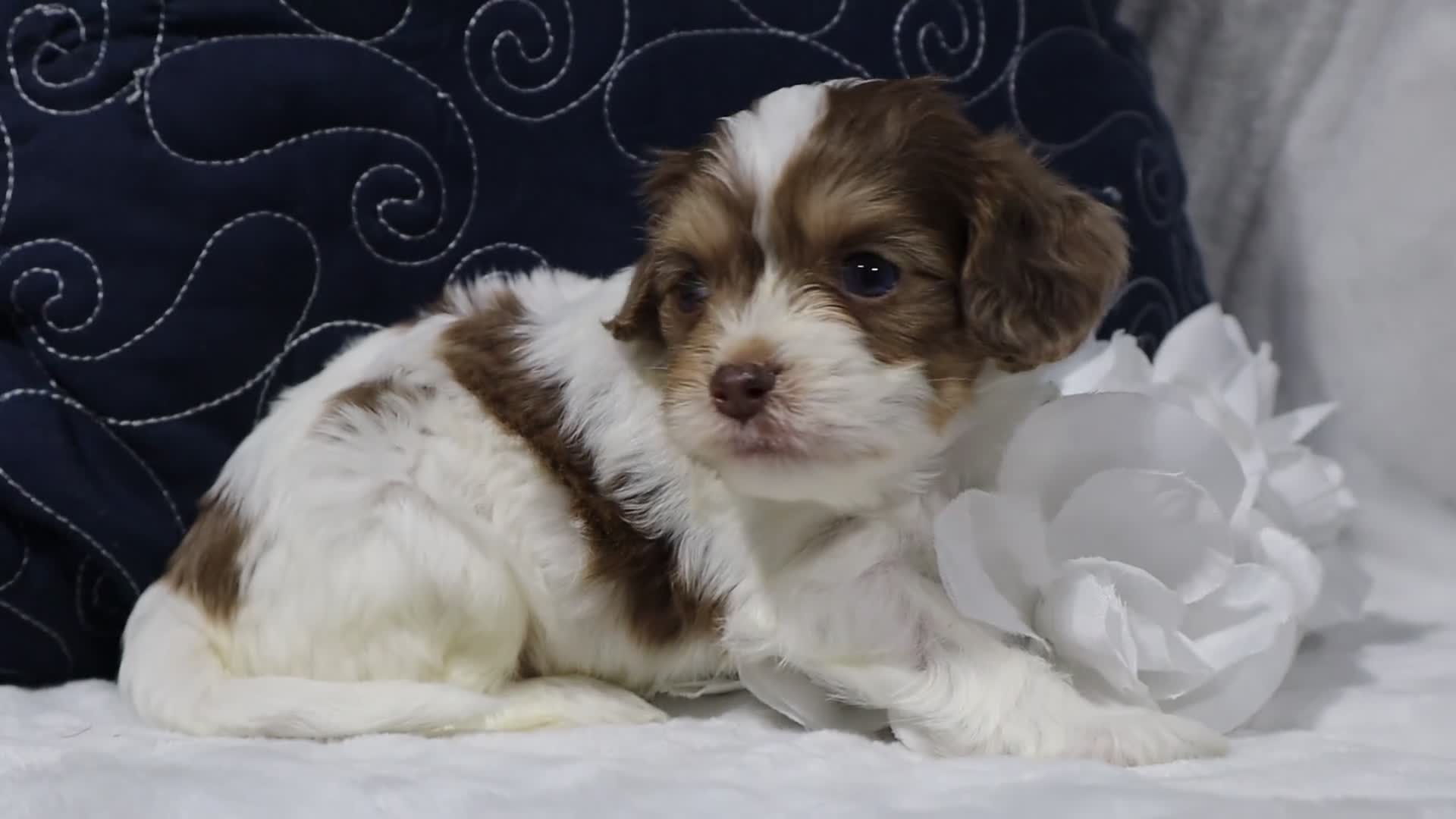 Cavapoo dogs for sale: Romeo - Video 1