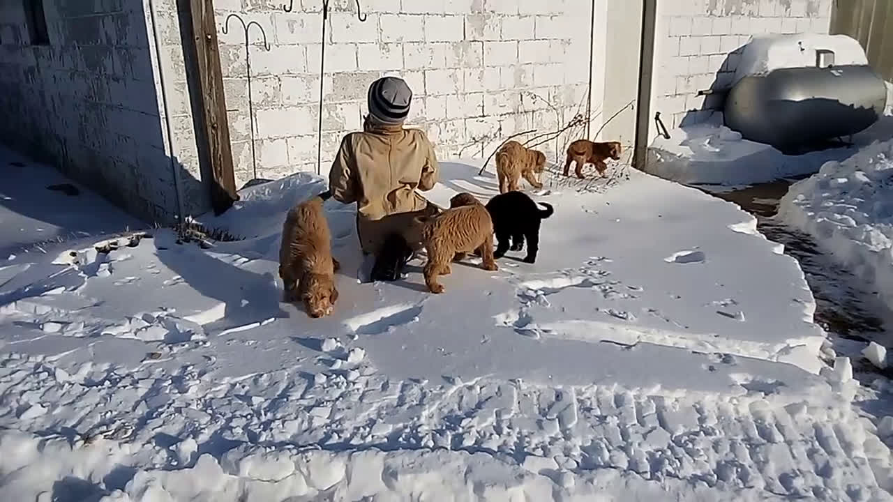 Mixed Breed dogs for sale: Blackie  - Video 1