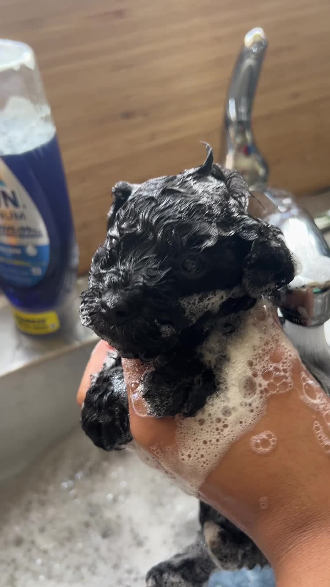 Mixed Breed dogs for sale: Tank - Video 1