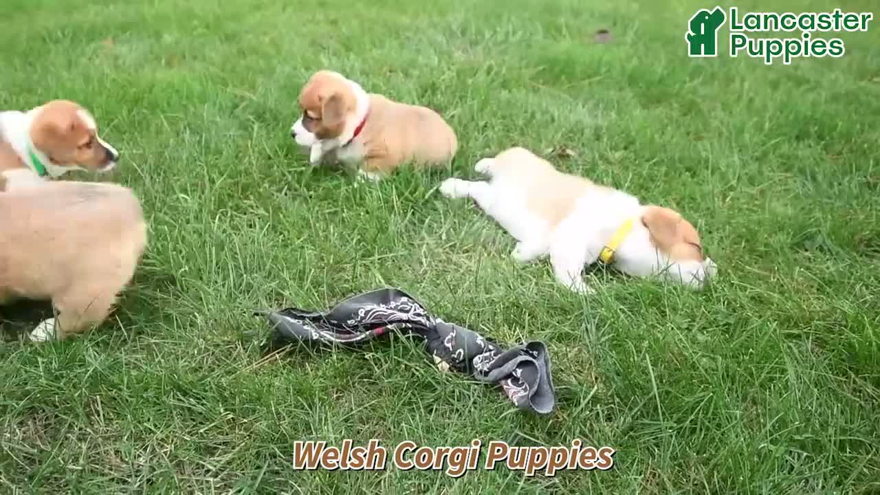 Welsh Corgi Pembroke dogs for sale: Millie - Video 1
