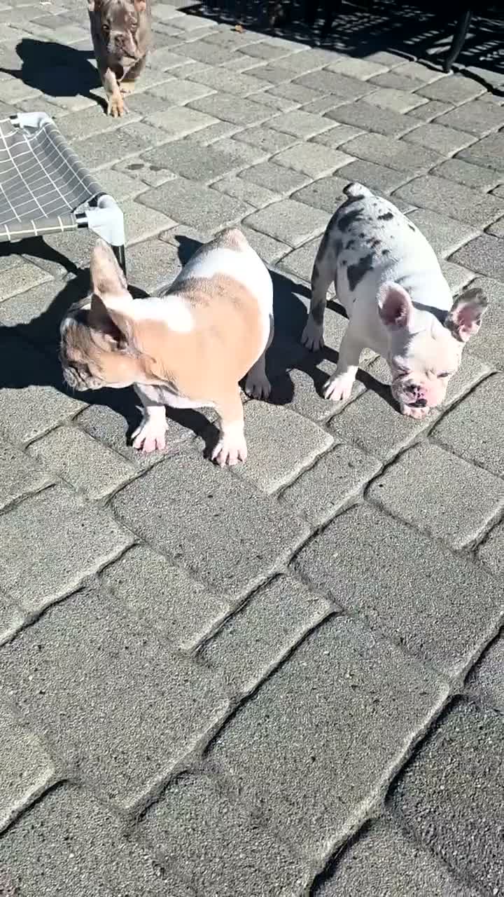 French Bulldog dogs for sale: Ami - Video 2
